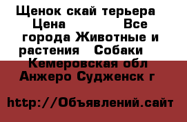 Щенок скай терьера › Цена ­ 20 000 - Все города Животные и растения » Собаки   . Кемеровская обл.,Анжеро-Судженск г.